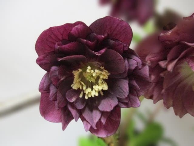 137 クリスマスローズ開花株 ddパープル 加藤農園 5号鉢 - メルカリ