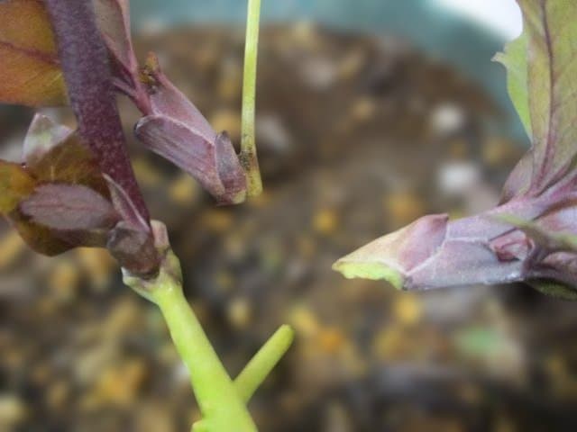 137 クリスマスローズ開花株 ddパープル 加藤農園 5号鉢 - メルカリ