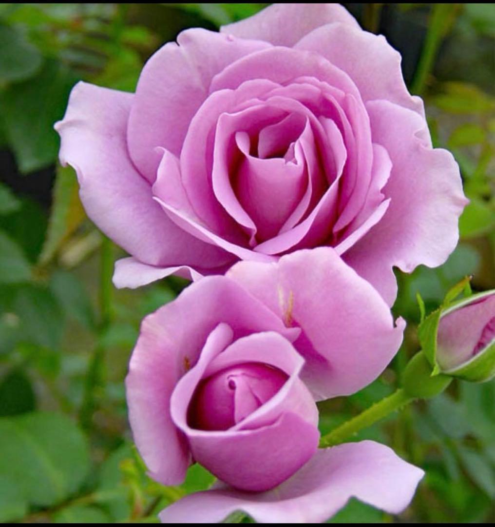 1株限定！完全終了！大輪強香！受賞の青バラ苗 強健種 - メルカリ