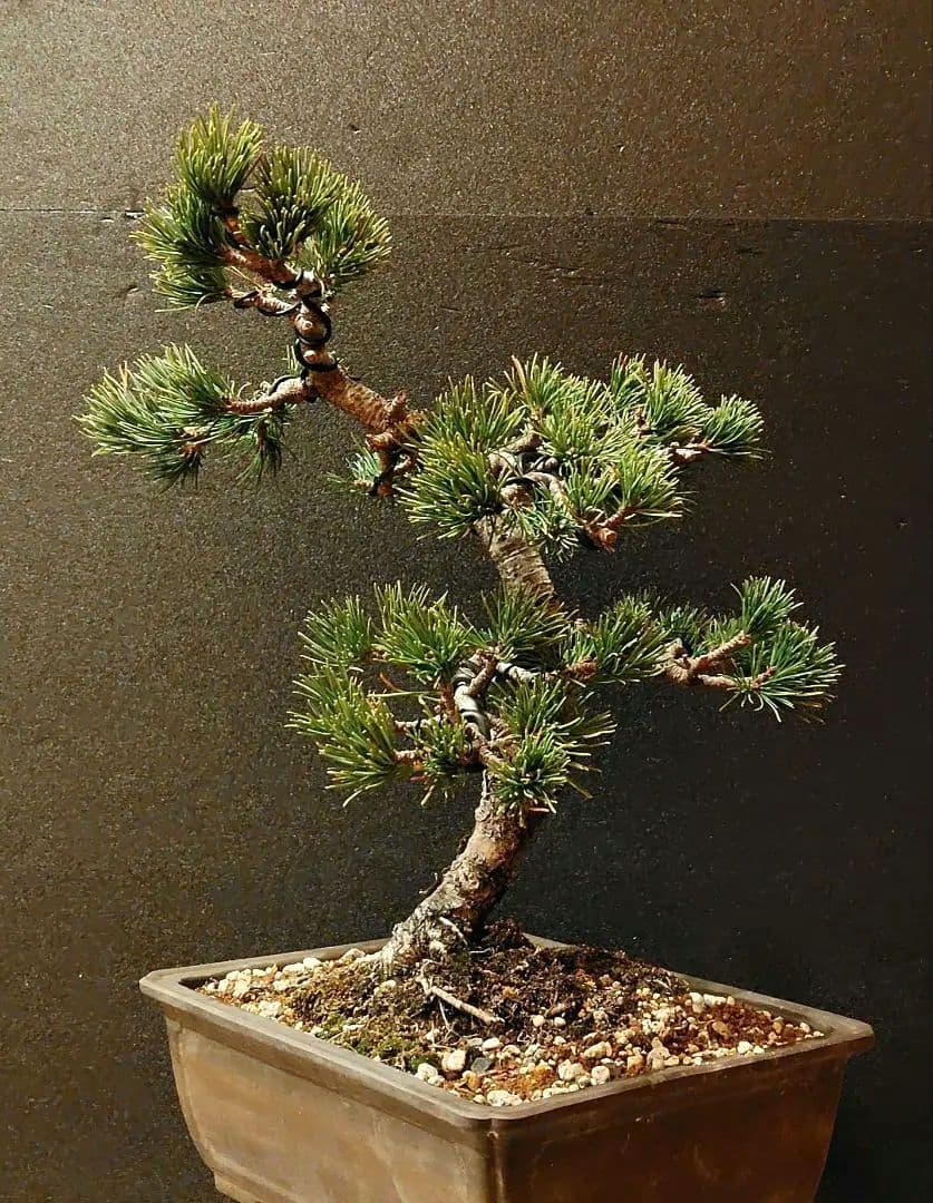 那須五葉松盆栽！