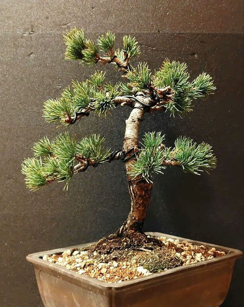 那須五葉松盆栽！