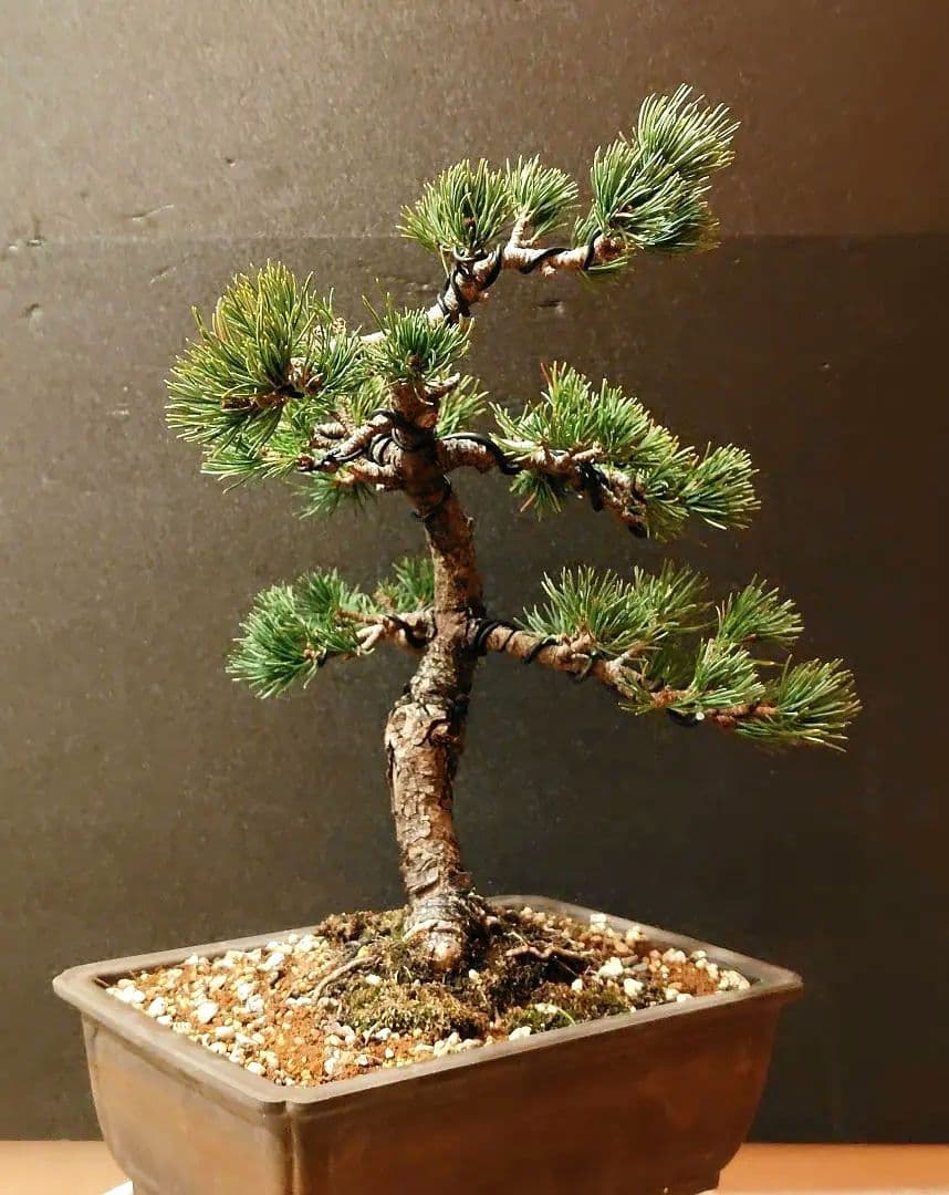 那須五葉松盆栽！