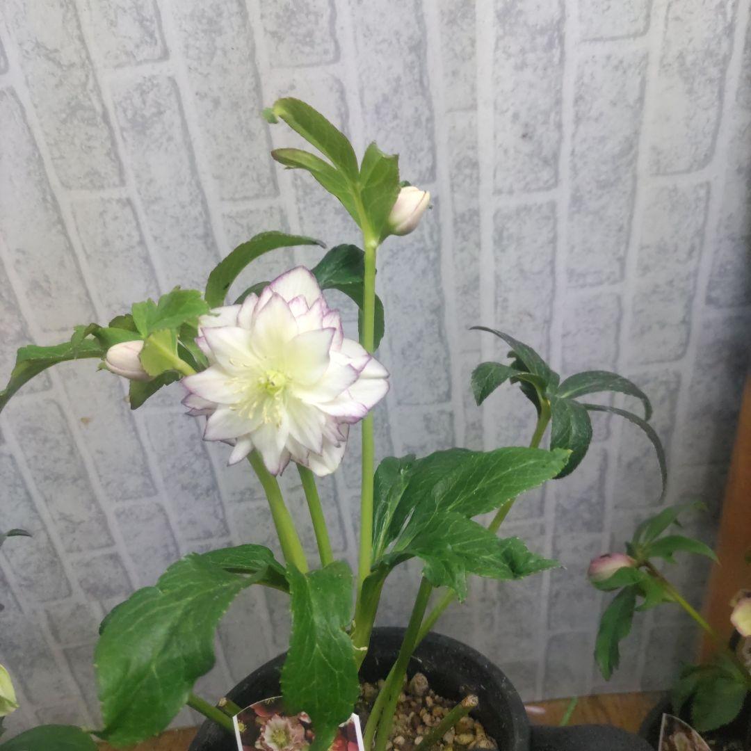 ⭐️お買い得⭐️クリスマスローズダブル咲き⭐️８鉢セット