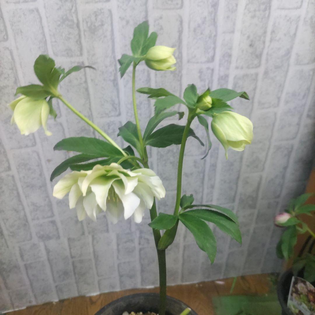 ⭐️お買い得⭐️クリスマスローズダブル咲き⭐️８鉢セット