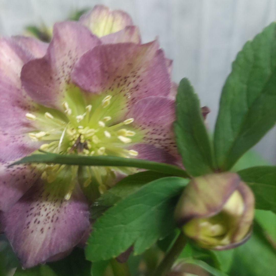 ⭐️お買い得⭐️クリスマスローズダブル咲き⭐️８鉢セット