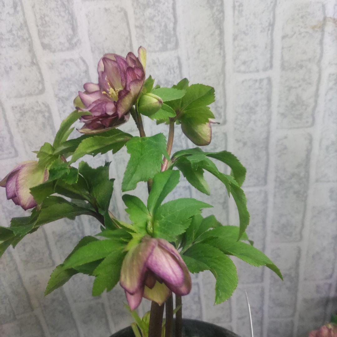 ⭐️お買い得⭐️クリスマスローズダブル咲き⭐️８鉢セット