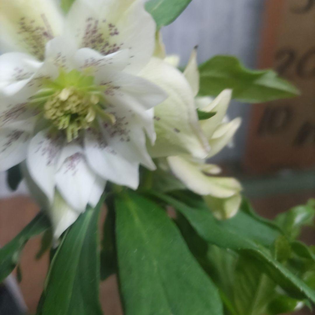 ⭐️お買い得⭐️クリスマスローズダブル咲き⭐️８鉢セット