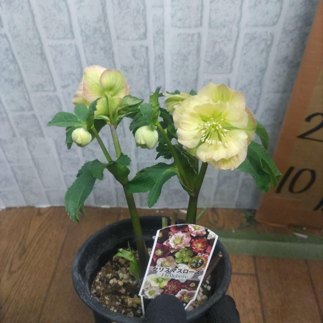⭐️お買い得⭐️クリスマスローズダブル咲き⭐️８鉢セット