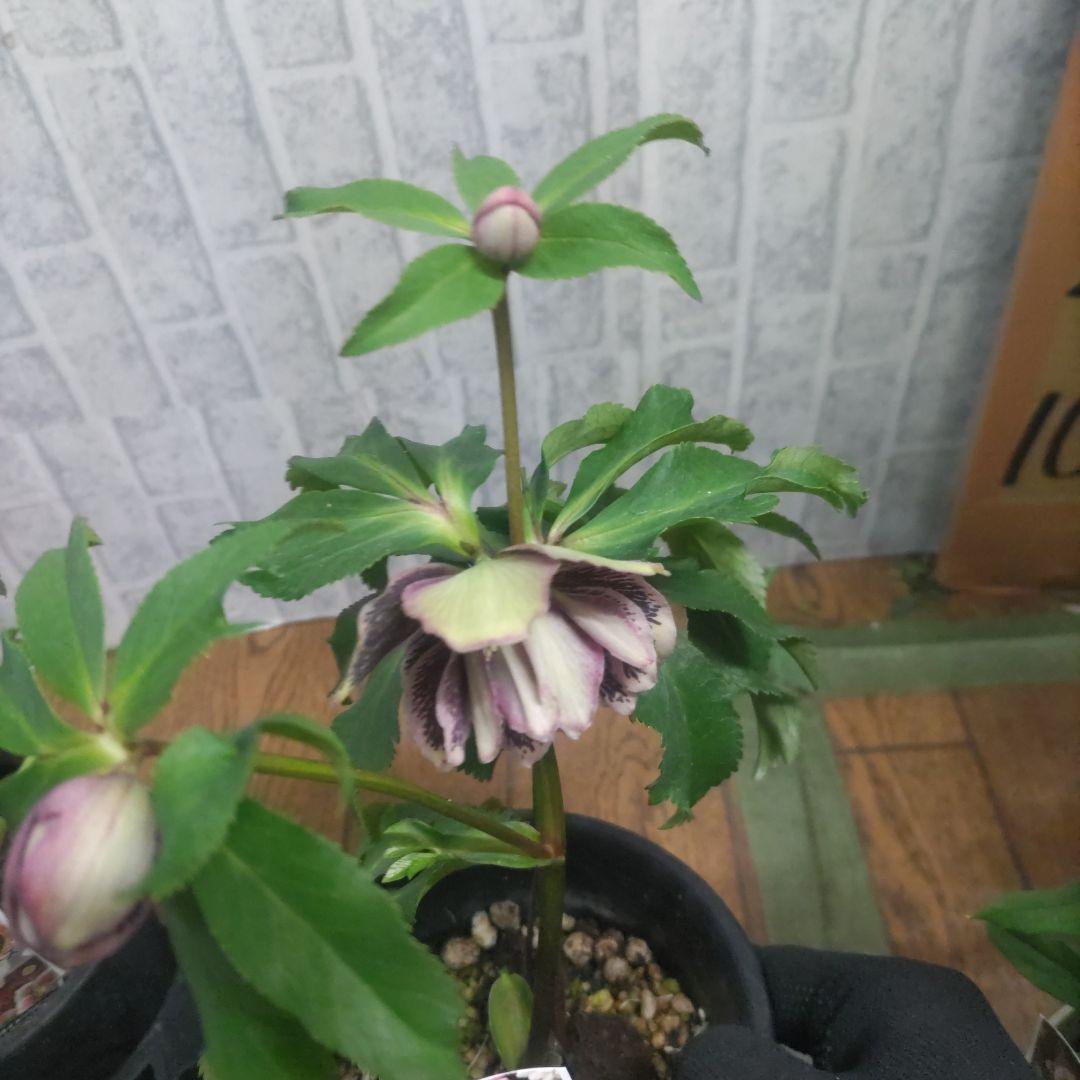 ⭐️お買い得⭐️クリスマスローズダブル咲き⭐️８鉢セット