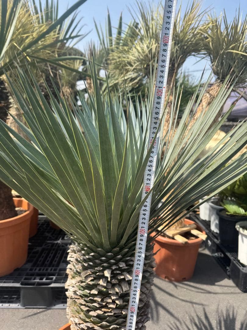 極太 ロストラータ ユッカ ダシリリオン フィリフェラ アロイフォリア