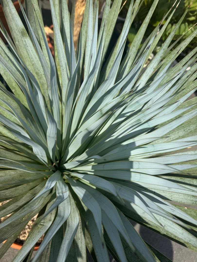 極太 ロストラータ ユッカ ダシリリオン フィリフェラ アロイフォリア