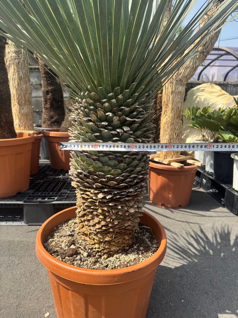 極太 ロストラータ ユッカ ダシリリオン フィリフェラ アロイフォリア