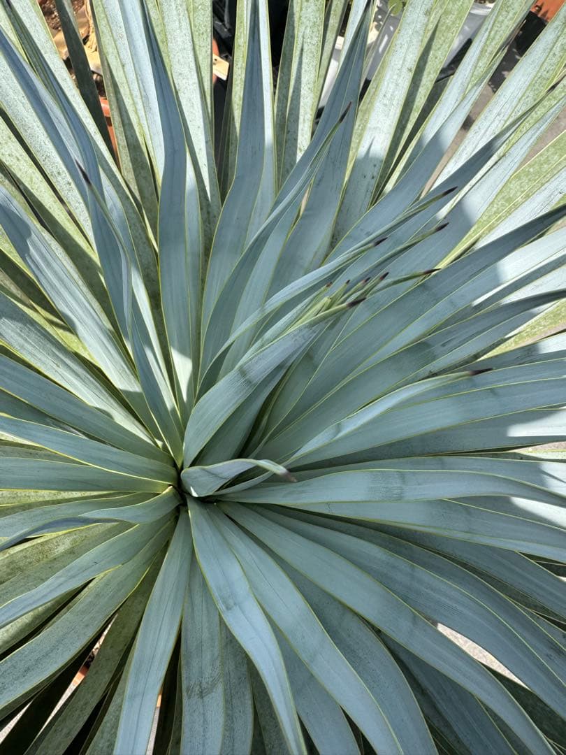 極太 ロストラータ ユッカ ダシリリオン フィリフェラ アロイフォリア