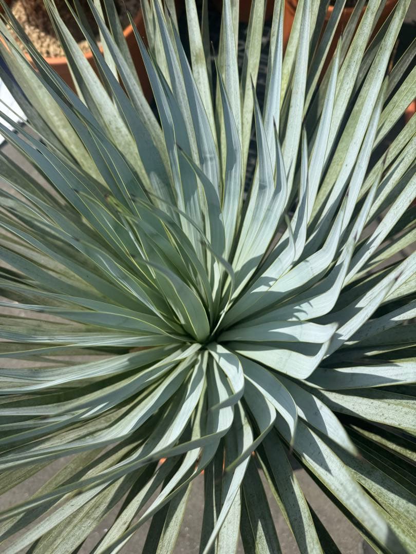 極太 ロストラータ ユッカ ダシリリオン フィリフェラ アロイフォリア