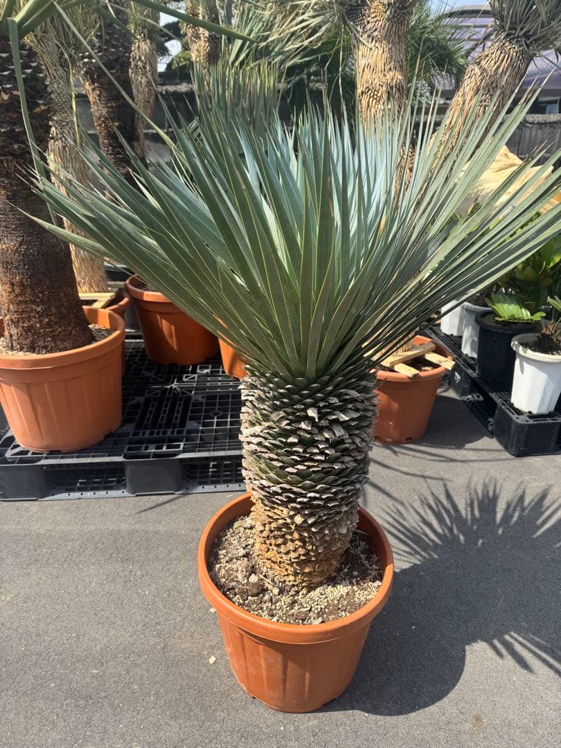 極太 ロストラータ ユッカ ダシリリオン フィリフェラ アロイフォリア