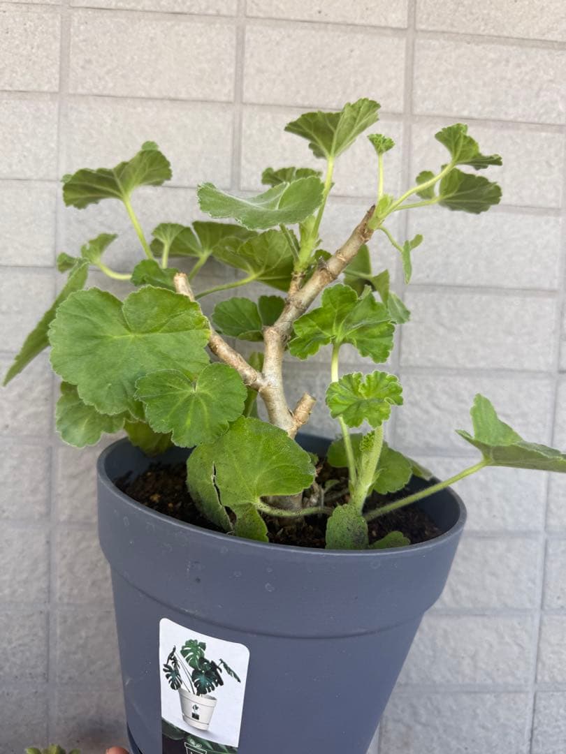 レアゼラニウム苗