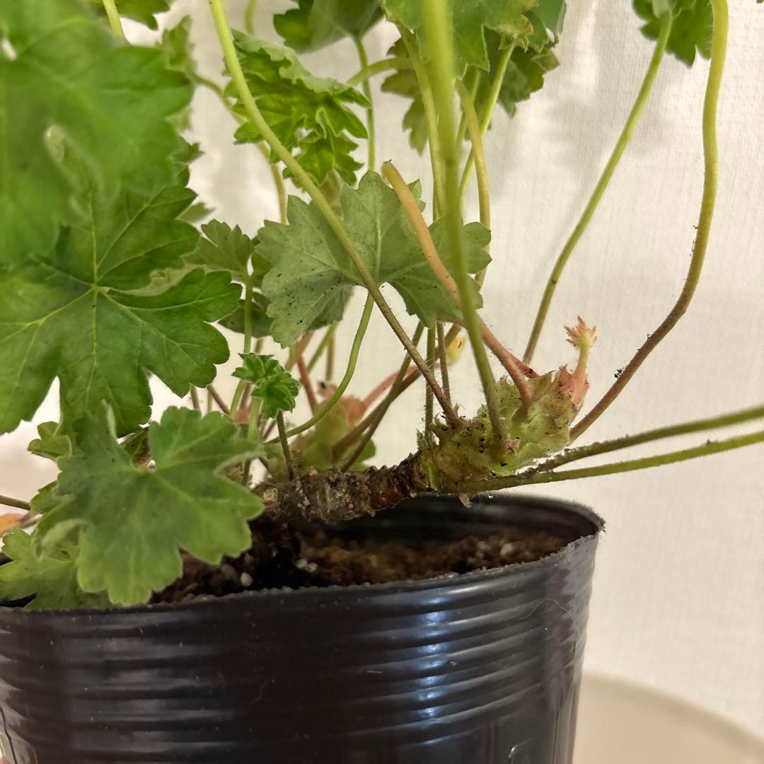 レア品種ゼラニウム 希少品種ゼラニウム 超珍しいゼラニウム SSN01