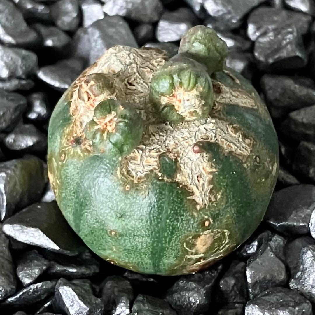 あ*様 B15567★オークション販売★ユーフォルビア オベサ 選抜成長点潰れモ