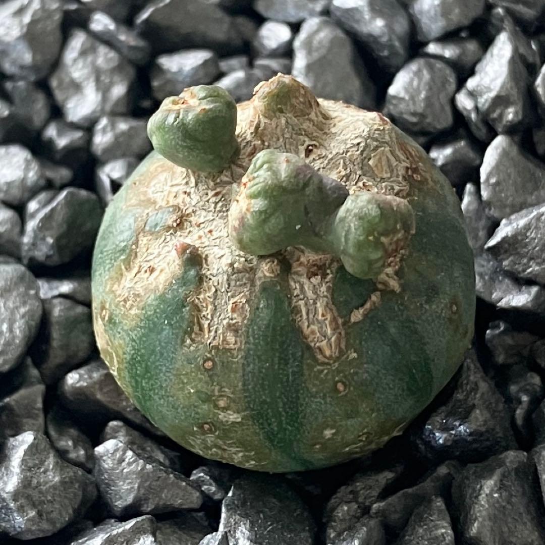 あ*様 B15567★オークション販売★ユーフォルビア オベサ 選抜成長点潰れモ