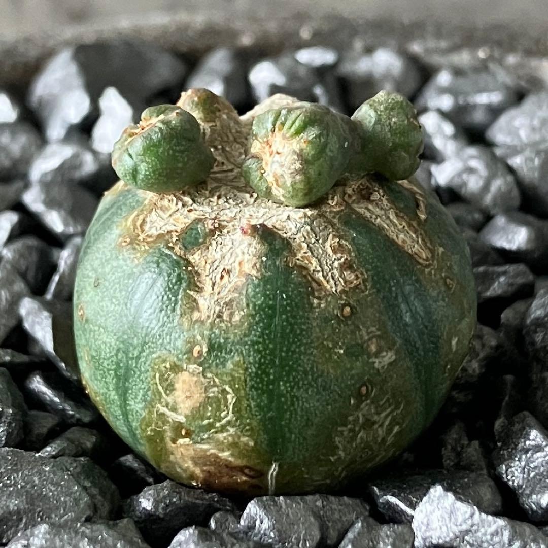 あ*様 B15567★オークション販売★ユーフォルビア オベサ 選抜成長点潰れモ