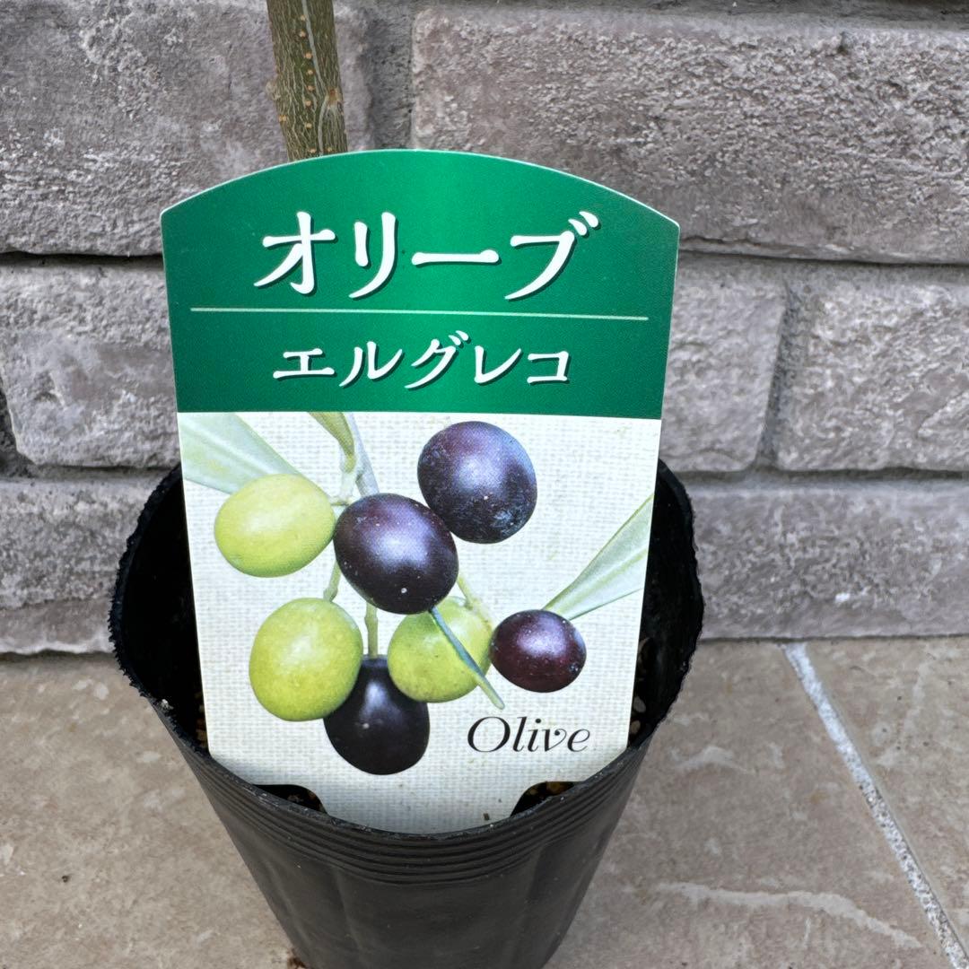 ① 希少 オリーブ エルグレコ 苗 品種ラベル付き 高さ70㌢程 ポット