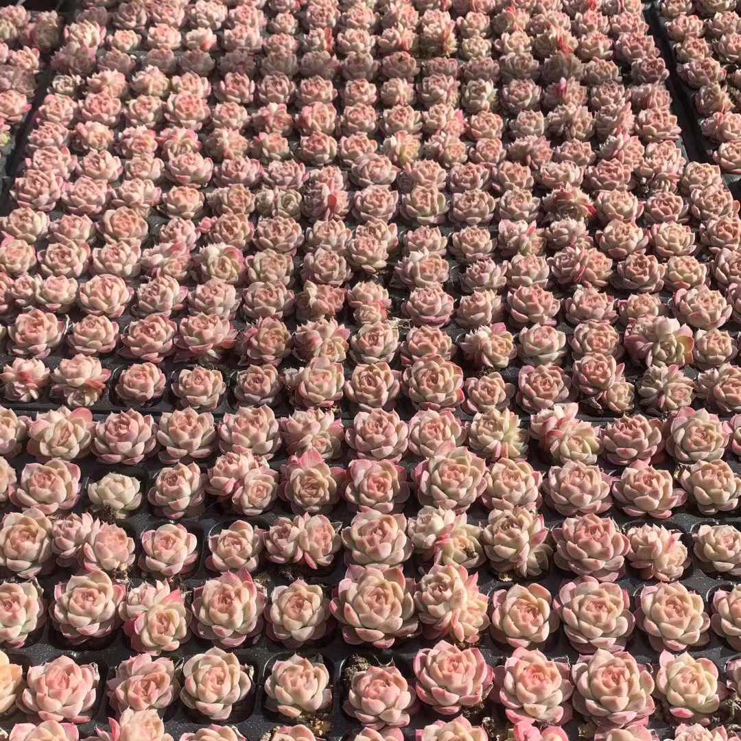 Top【選抜株】多肉植物 25460ファンタジー ネビュラ105個プラグトレー