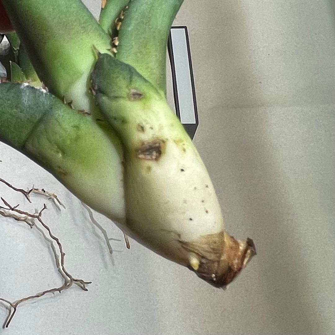 【清櫻】 Lize血統、OC直子、発根済み子株⑦