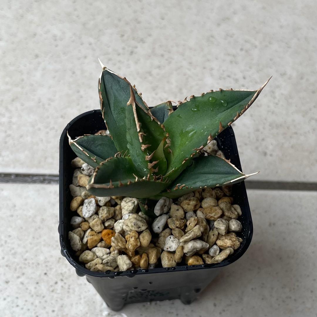 【清櫻】 Lize血統、OC直子、発根済み子株⑦