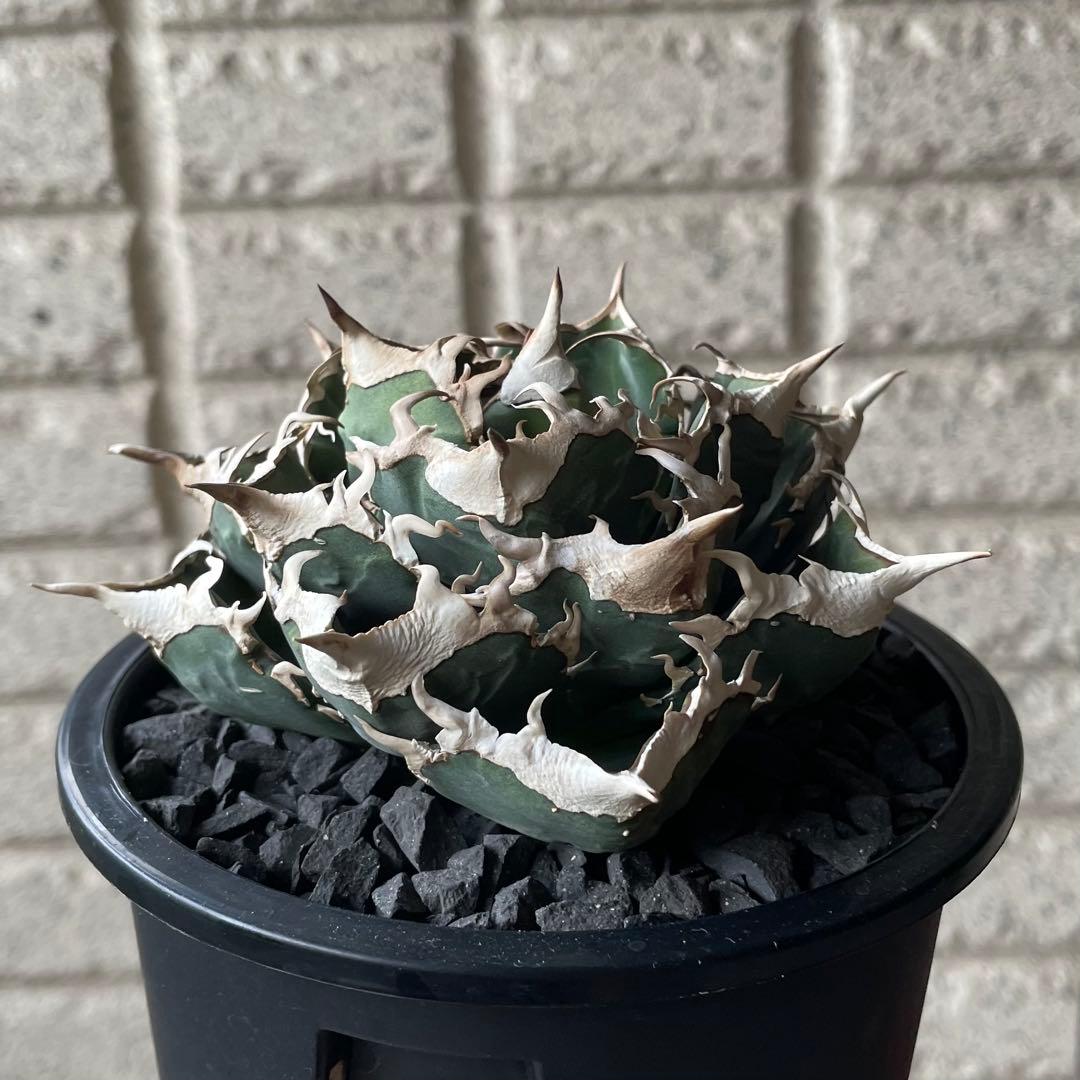 【清櫻】 Lize血統、OC直子、発根済み子株⑦