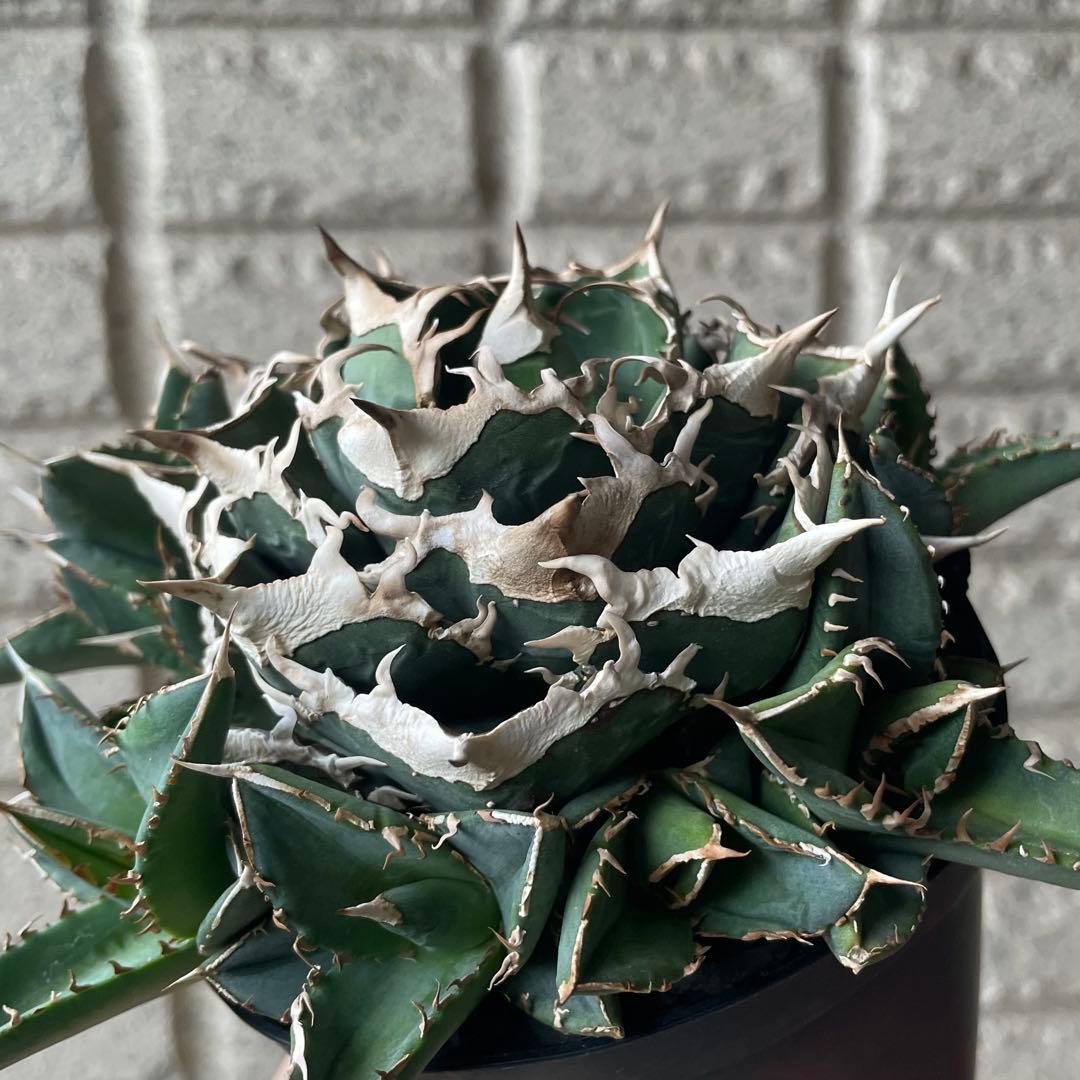 【清櫻】 Lize血統、OC直子、発根済み子株⑦