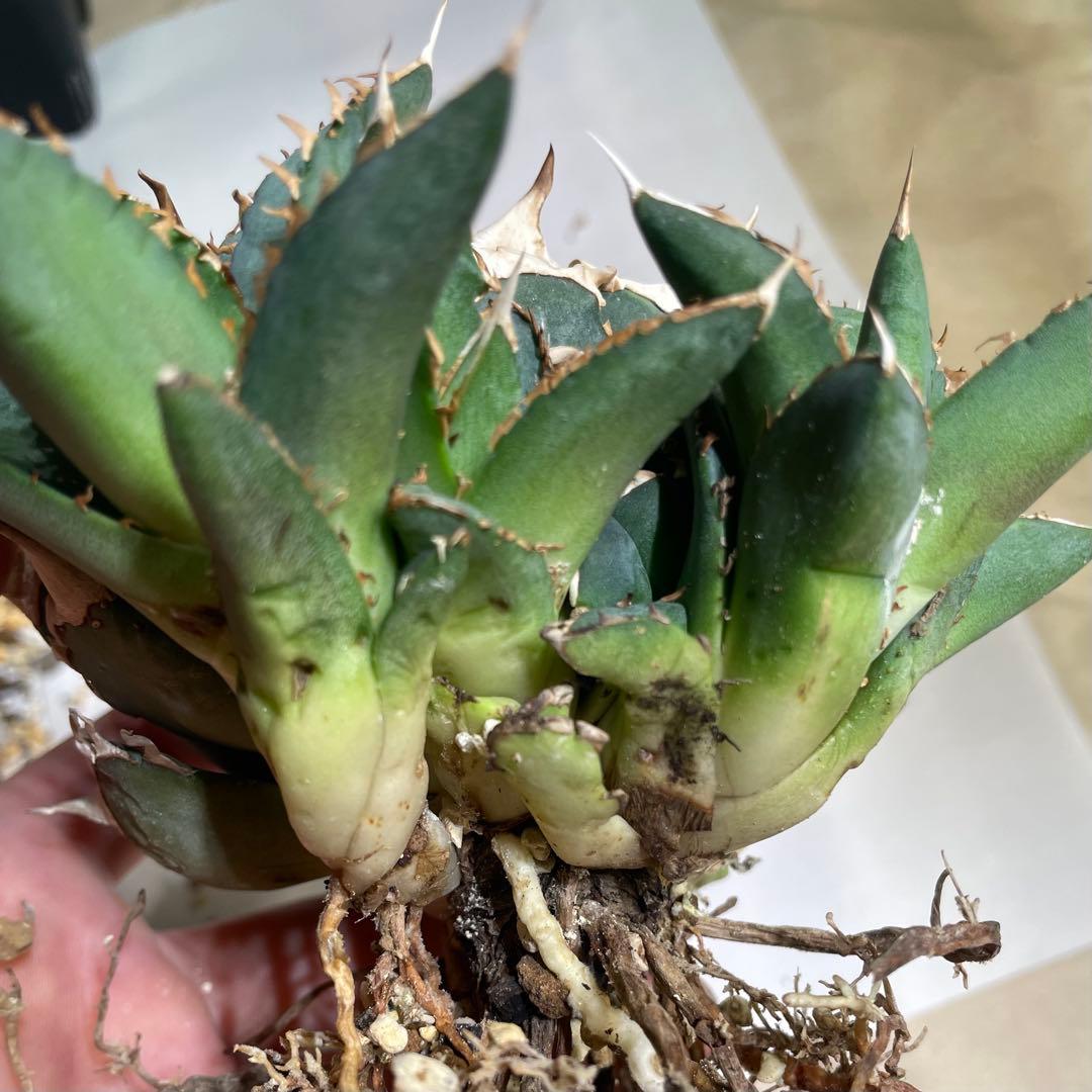 【清櫻】 Lize血統、OC直子、発根済み子株⑦