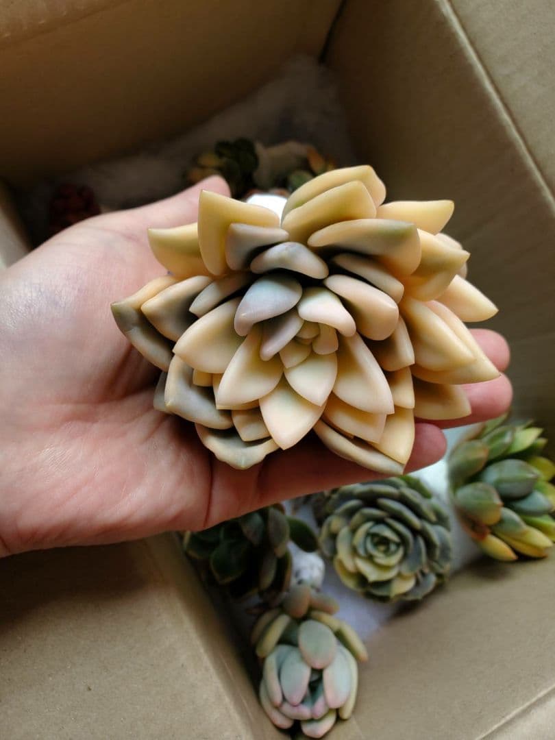 オパリナ錦 ご確認用♪②