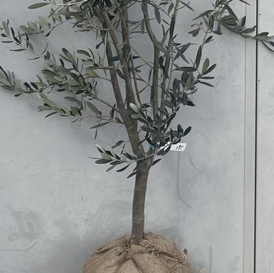 《現品》オリーブの木　シプレシーノ 樹高1.9ｍ（根鉢含まず）195【苗木/庭木
