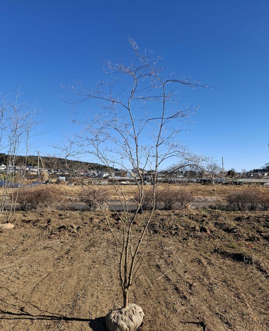 希少 ドウダンツツジ 山彩り ――雑木 アオダモ アオハダ もみじ かえで――