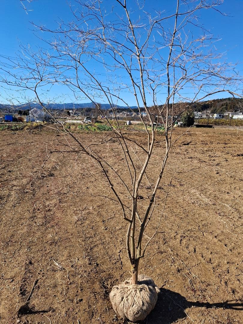 希少 ドウダンツツジ 山彩り ――雑木 アオダモ アオハダ もみじ かえで――
