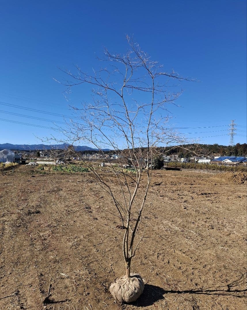 希少 ドウダンツツジ 山彩り ――雑木 アオダモ アオハダ もみじ かえで――