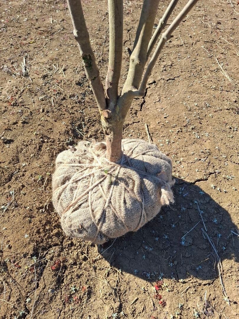 希少 ドウダンツツジ 山彩り ――雑木 アオダモ アオハダ もみじ かえで――