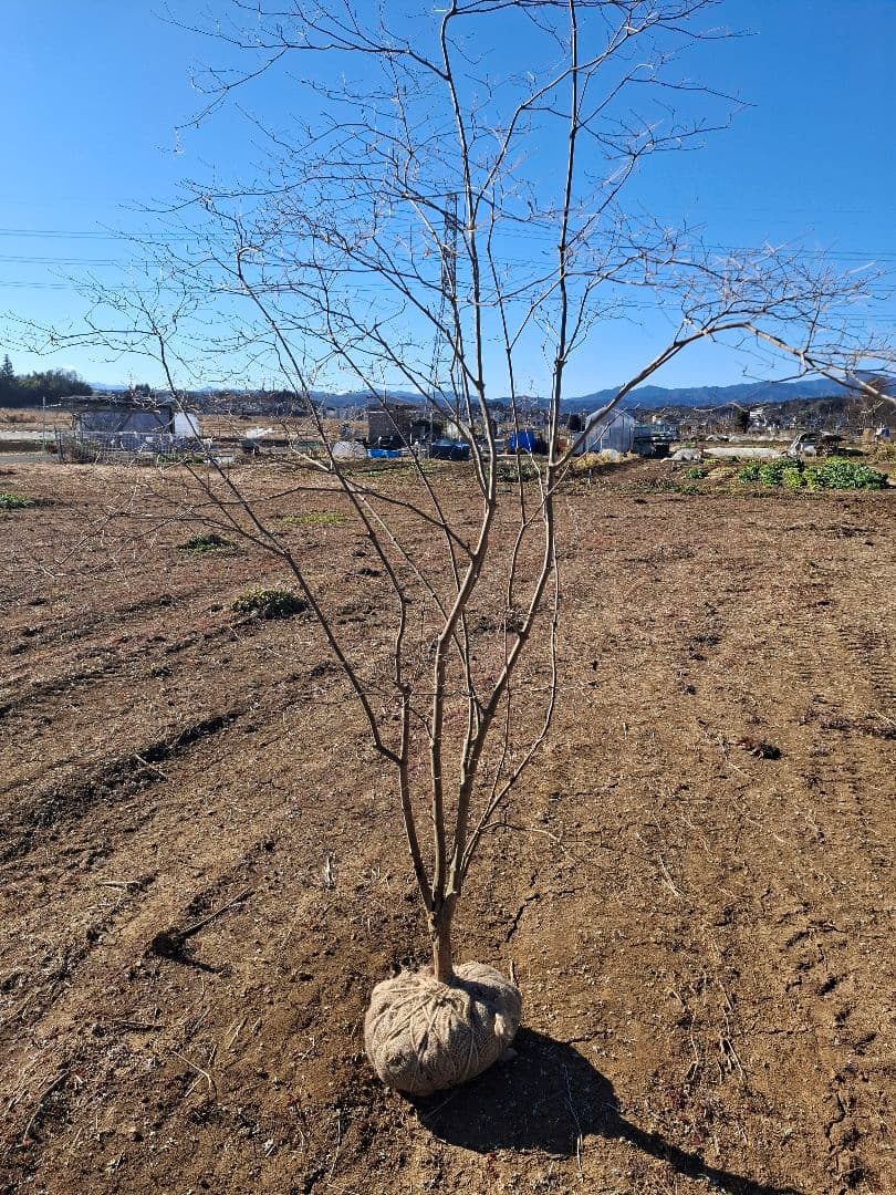 希少 ドウダンツツジ 山彩り ――雑木 アオダモ アオハダ もみじ かえで――