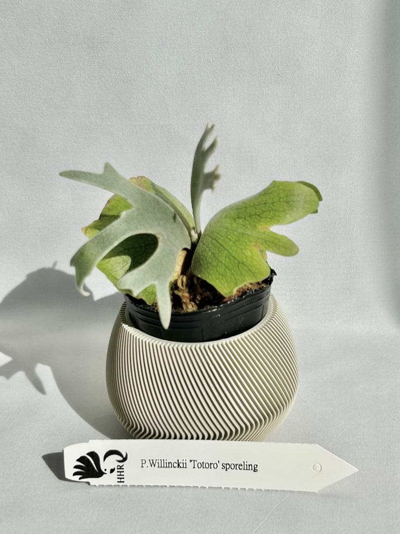 【メルカリ便】P. Willinckii Totoro' （spore）【95】