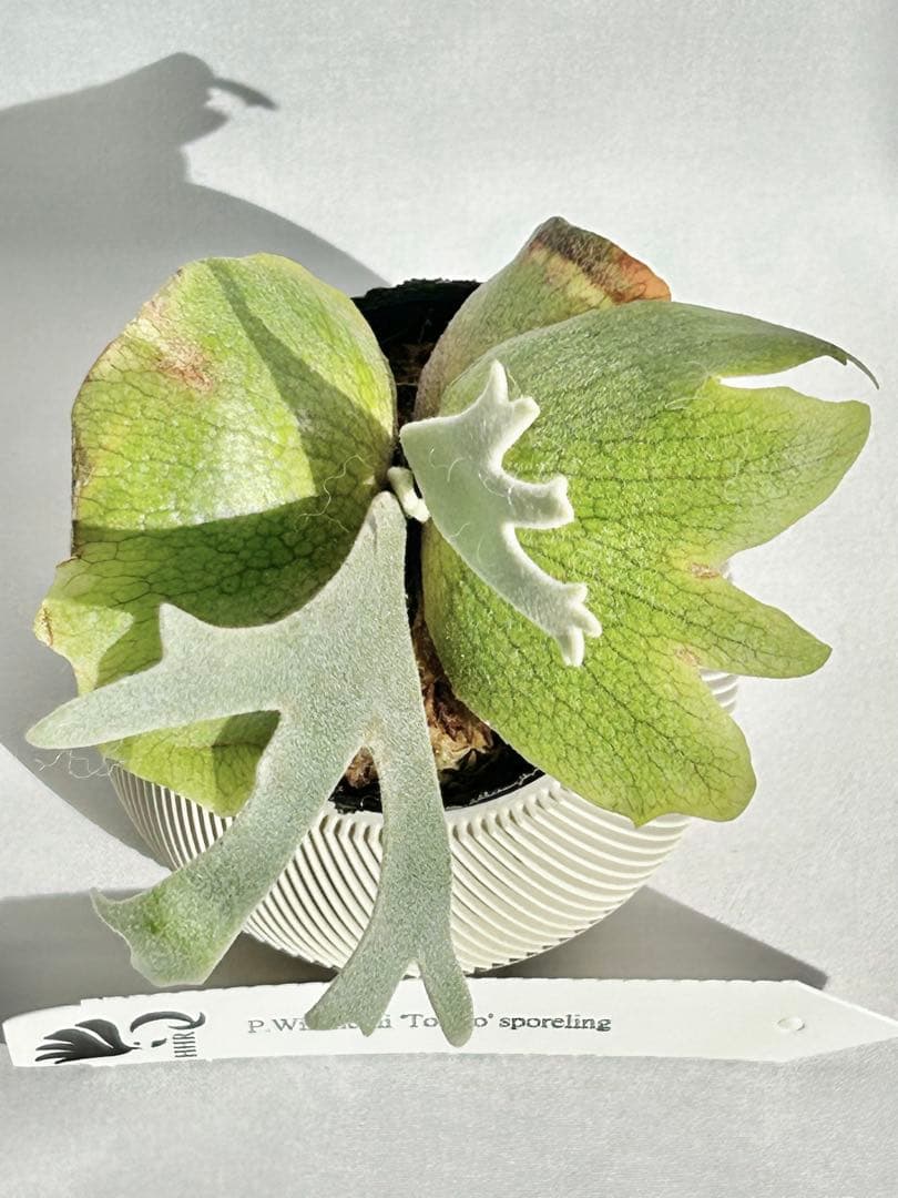 【メルカリ便】P. Willinckii Totoro' （spore）【95】