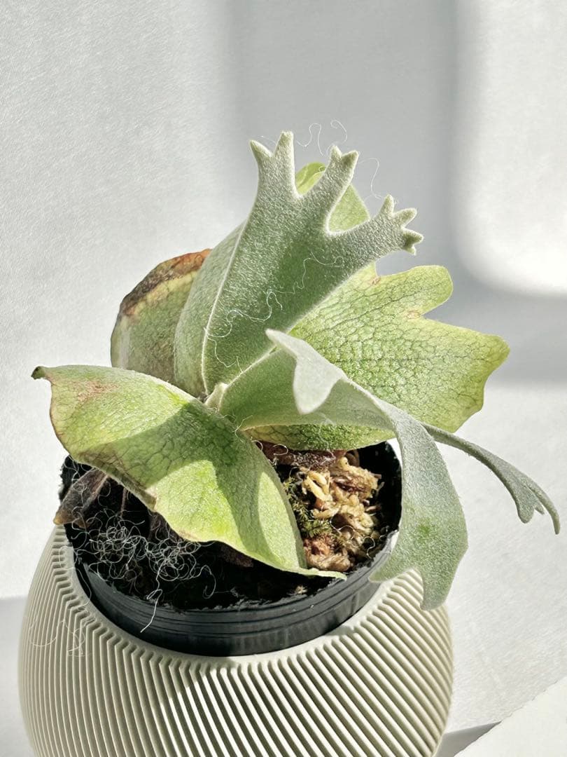 【メルカリ便】P. Willinckii Totoro' （spore）【95】