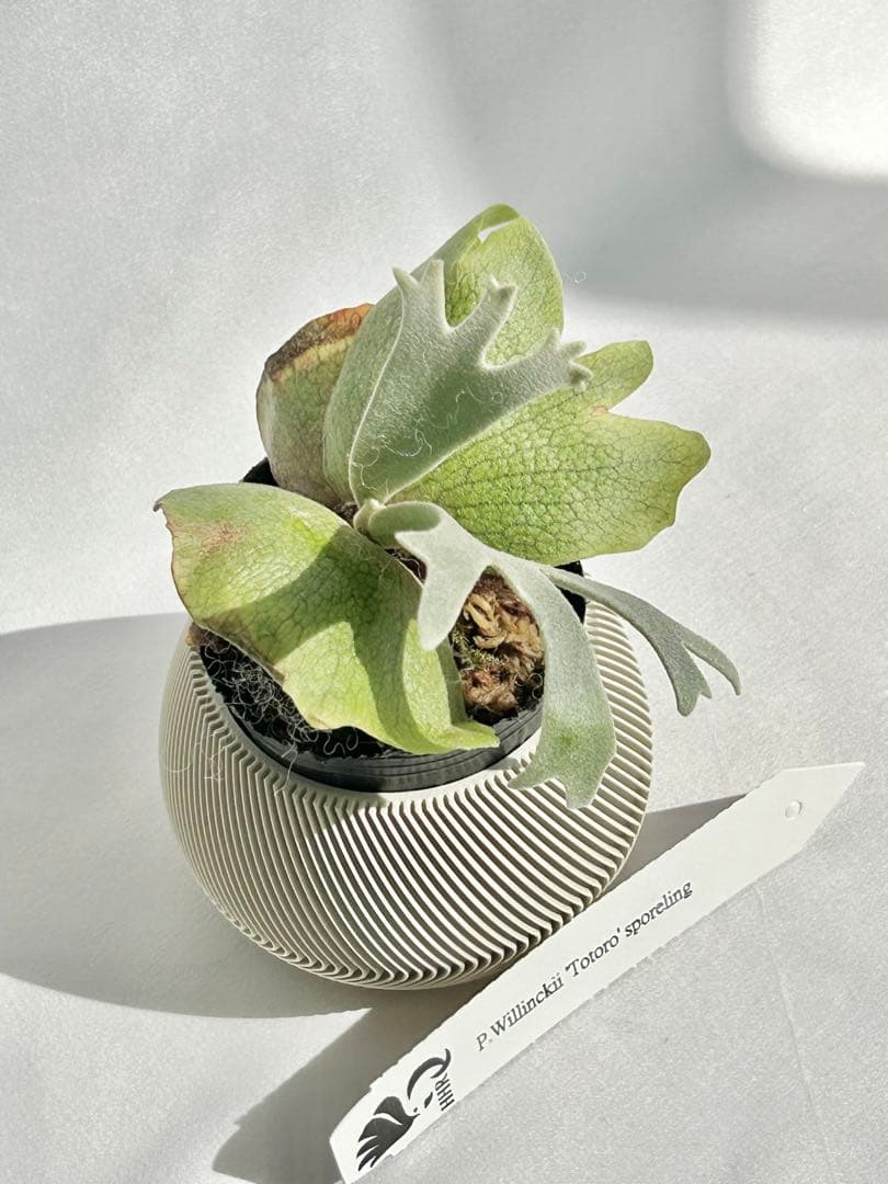 【メルカリ便】P. Willinckii Totoro' （spore）【95】