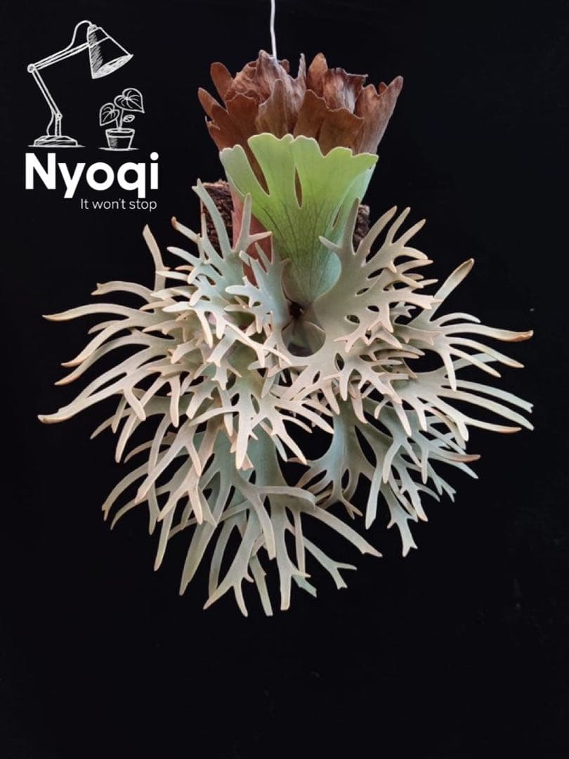 【メルカリ便】P. Willinckii Totoro' （spore）【95】