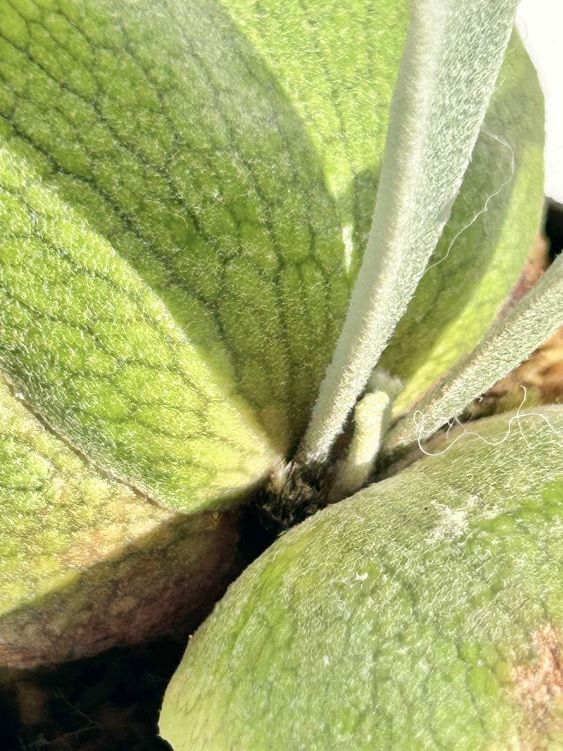 【メルカリ便】P. Willinckii Totoro' （spore）【95】