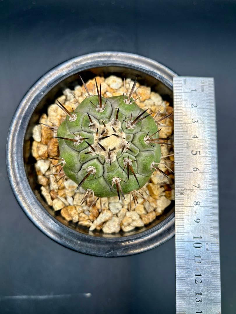 黒王丸 袖ヶ浦接 コピアポア Copiapoa