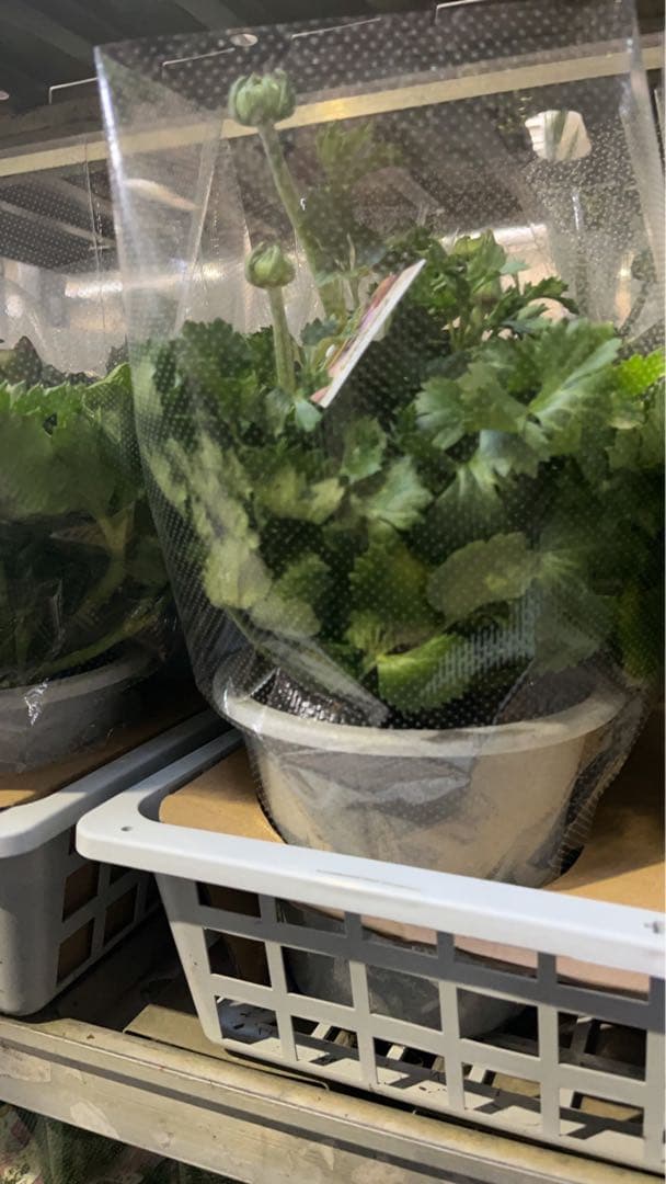 ラナンキュラスサクセスグランドパステル 5寸 同梱割引可能