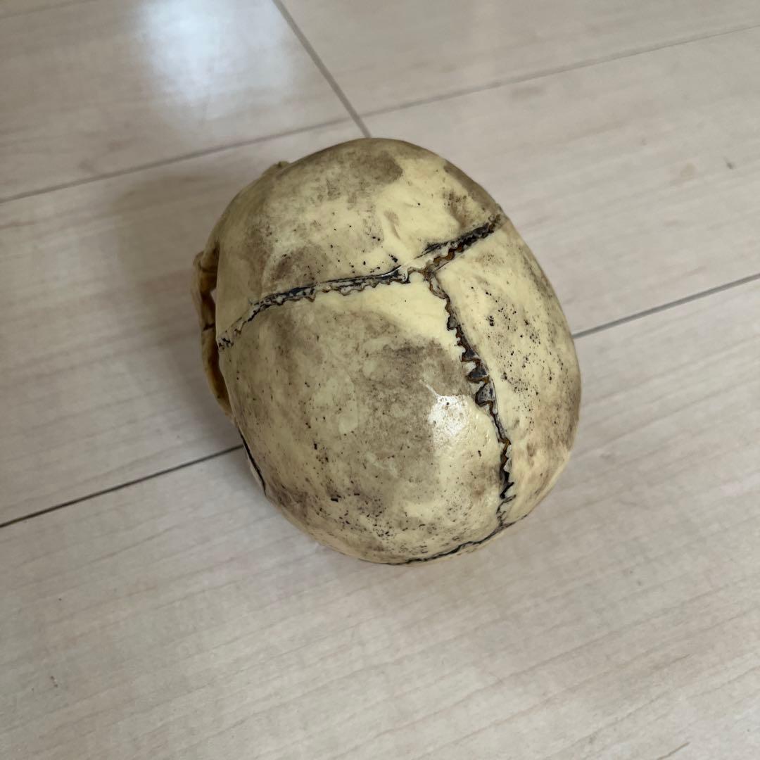 Supreme シュプリーム 4D 頭蓋骨模型 ナチュラル