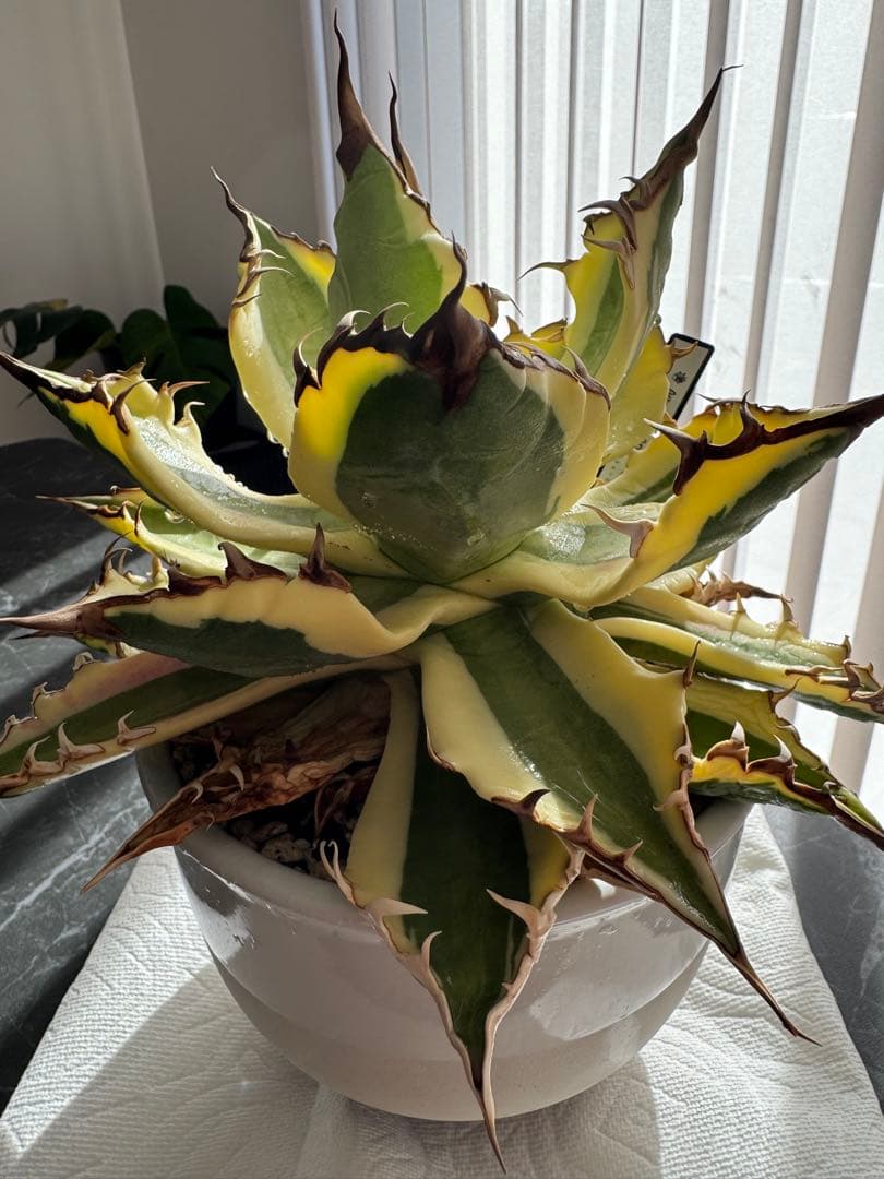 【大株】アガベ　スナグルトゥース　親株(子株付き)