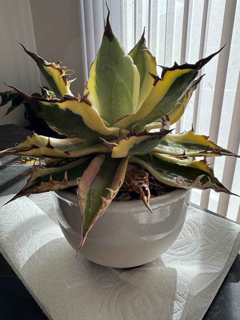 【大株】アガベ　スナグルトゥース　親株(子株付き)