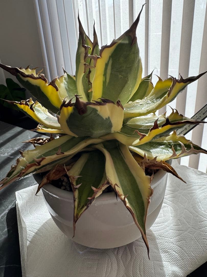 【大株】アガベ　スナグルトゥース　親株(子株付き)